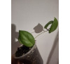 Хойя Фітчі (Hoya fitchii)